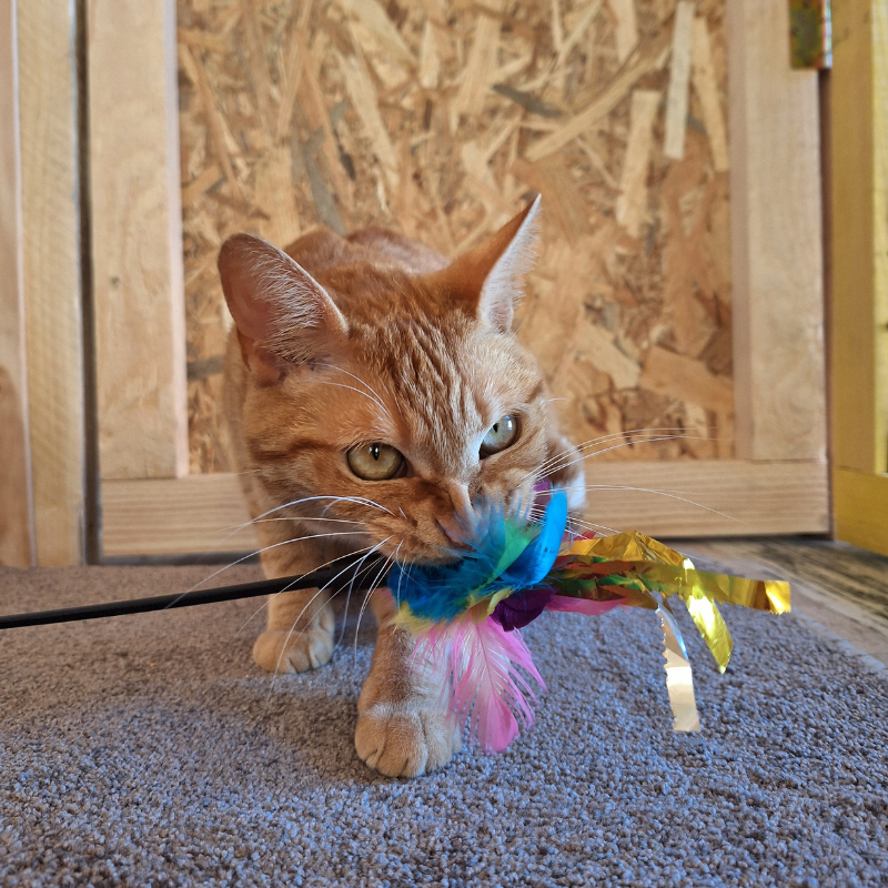 Pas une journée sans le mouvement d’un chat libre, joueur et inspiré.