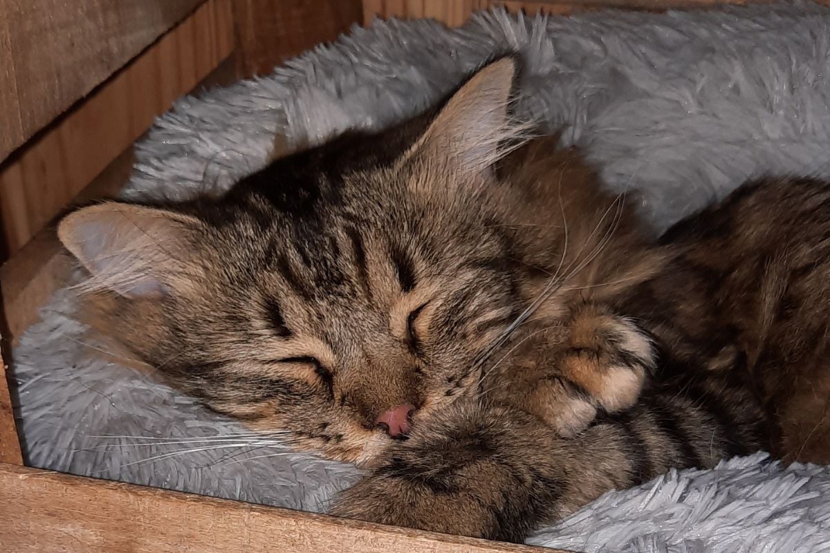 Chaque chat se sent comme à la maison, entouré de chaleur, de confort et de bienveillance