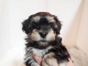 ten2　ハバニーズ ブリリアントハバニーズ 子犬