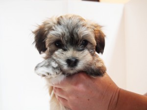 ito1　ハバニーズ ブリリアントハバニーズ 子犬