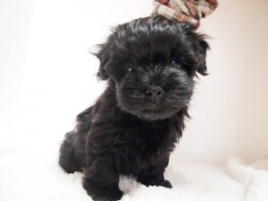 rai1　ハバニーズ ブリリアントハバニーズ 子犬