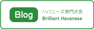 ブリリアントハバニーズのAmebaブログへのリンク