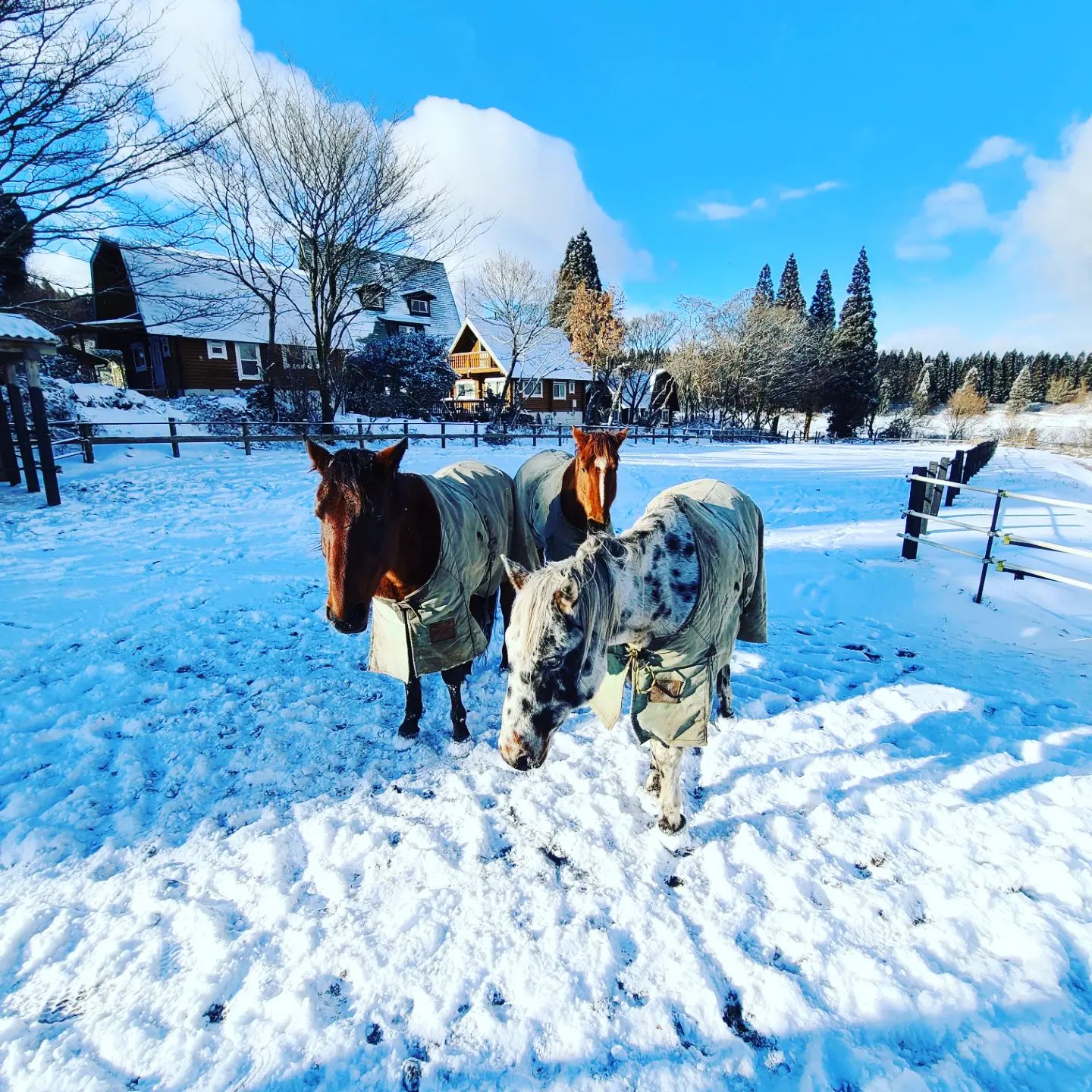 冬の放牧、九州でも北国並みの寒さです