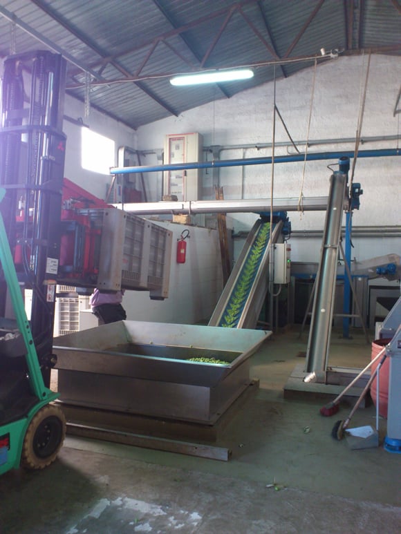 Aus dem Trichter gelangen die Oliven über ein Förderband durch einen Windkanal, um übriggebliebene Blätter und kleine Äste zu entfernen