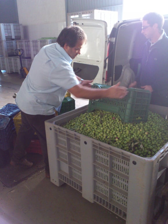 Übergabe der Oliven in der Olivenmühle