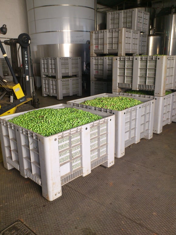 Übergabe der Oliven in der Olivenmühle