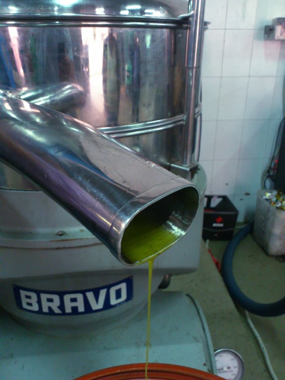 Das gepresste Olivenöl wird in Fässer abgefüllt