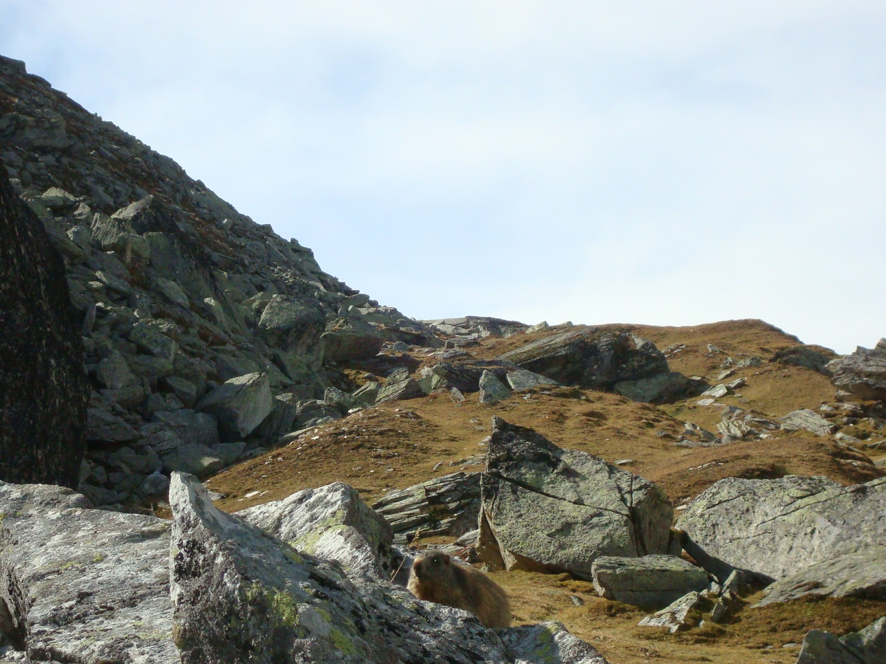 Murmeli unten auf dem Stein