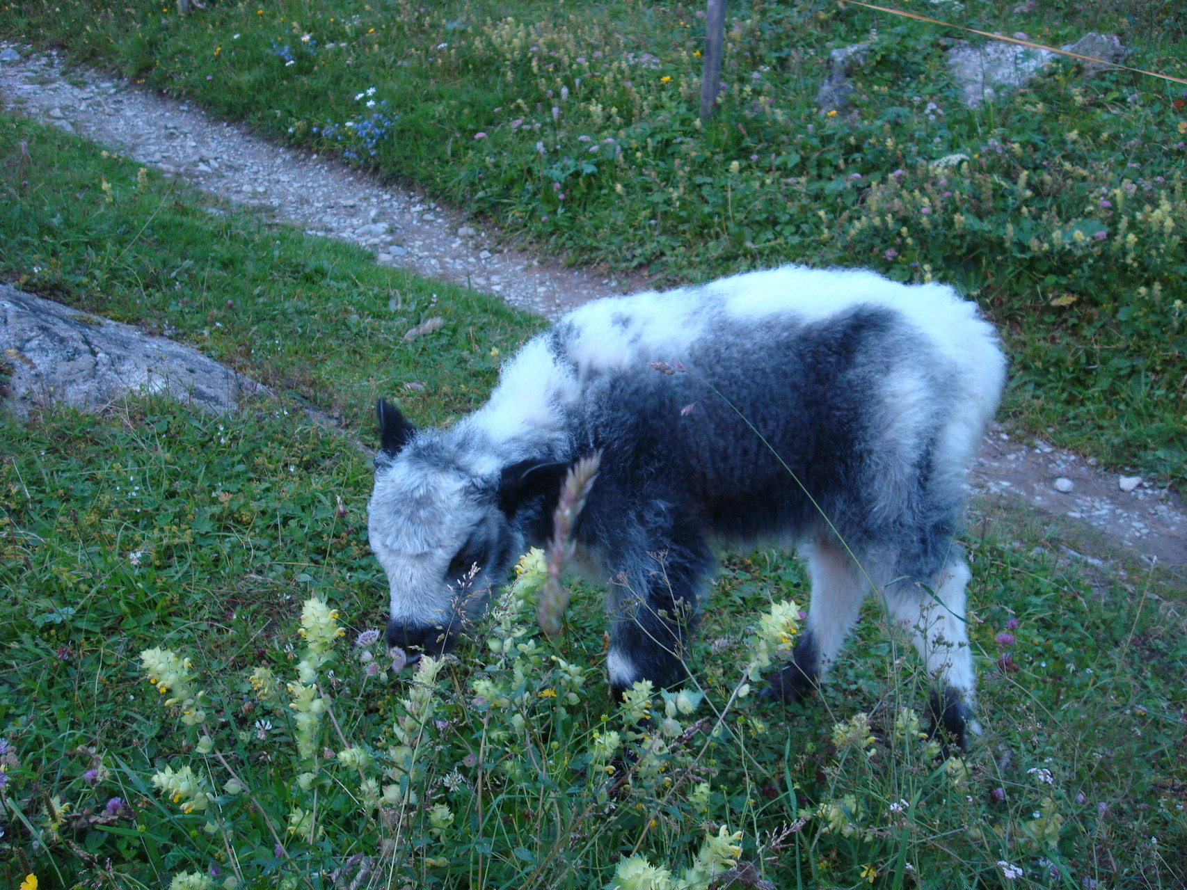 der kleine übermütige Emil wird mit der Schoppenflasche aufgezogen