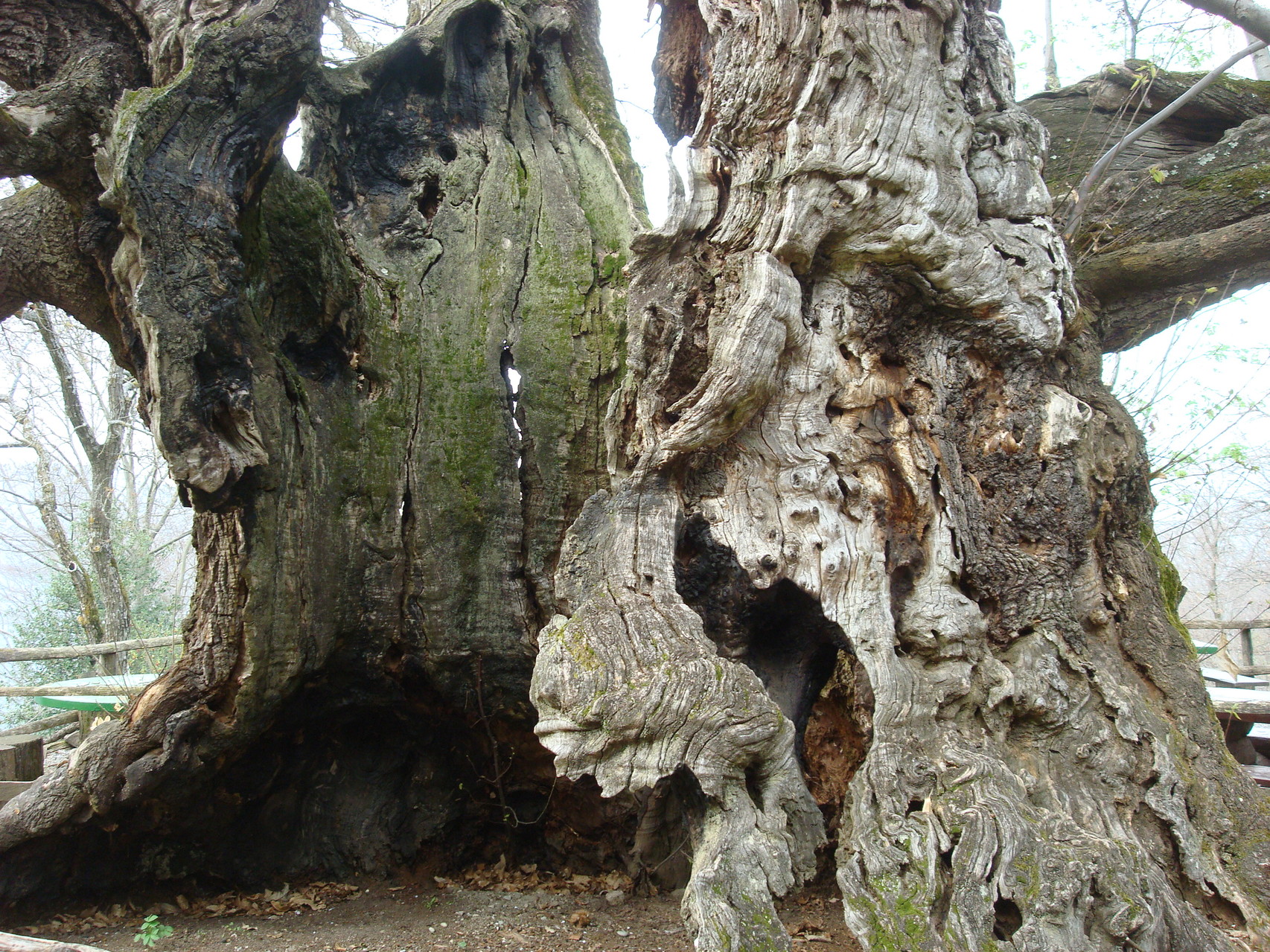 so alt werden wir wohl nicht, aber vielleicht so knorrig