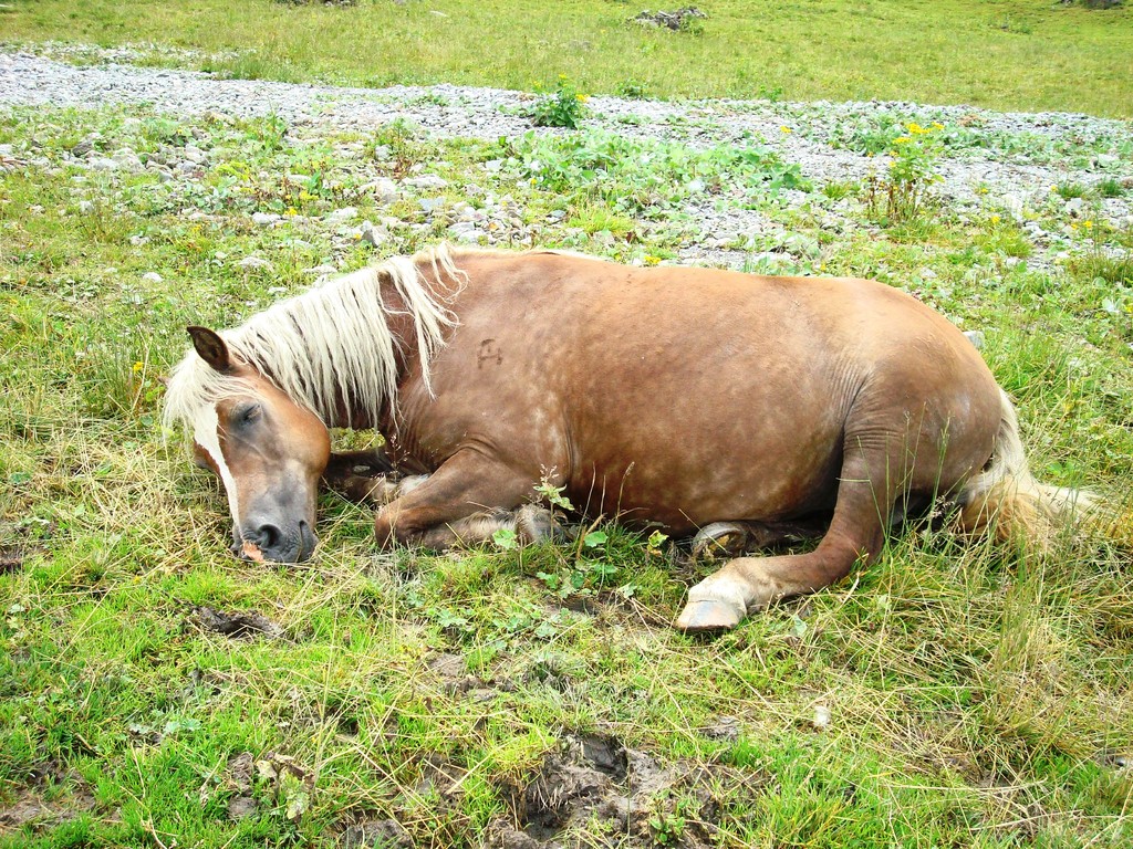 Wenn's sonnig wäre, würden wirs machen wie der Gaul