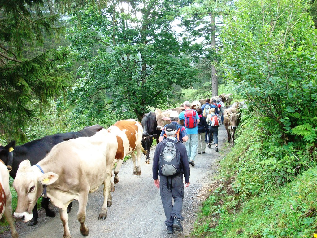 Zwei Herden kreuzen. Natürlicher Herdentrieb: eine(r) läuft vor, die andern hinten nach