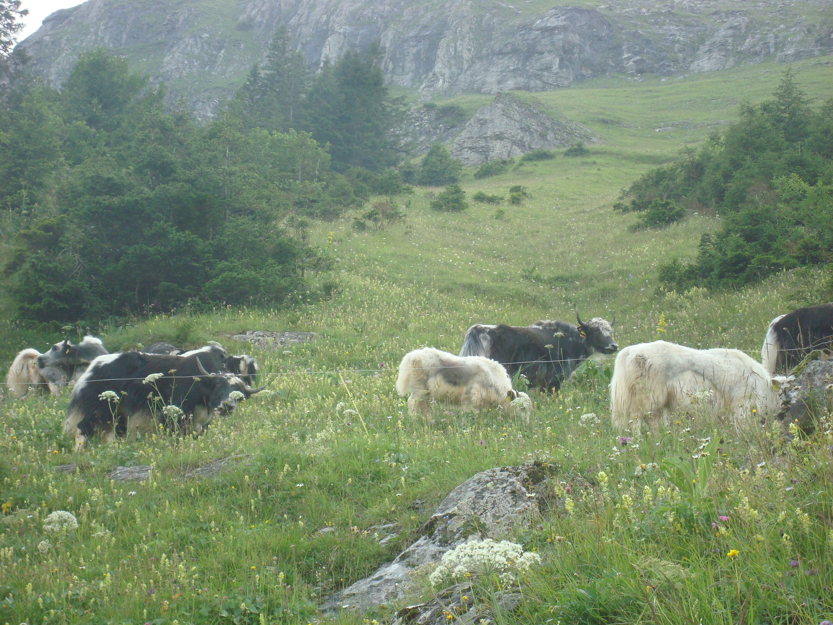 yaks im Sommer auf der Alp, im Winter in Herisau