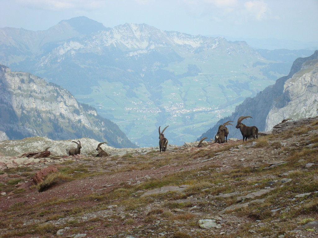 Blick nach Arvenbühl