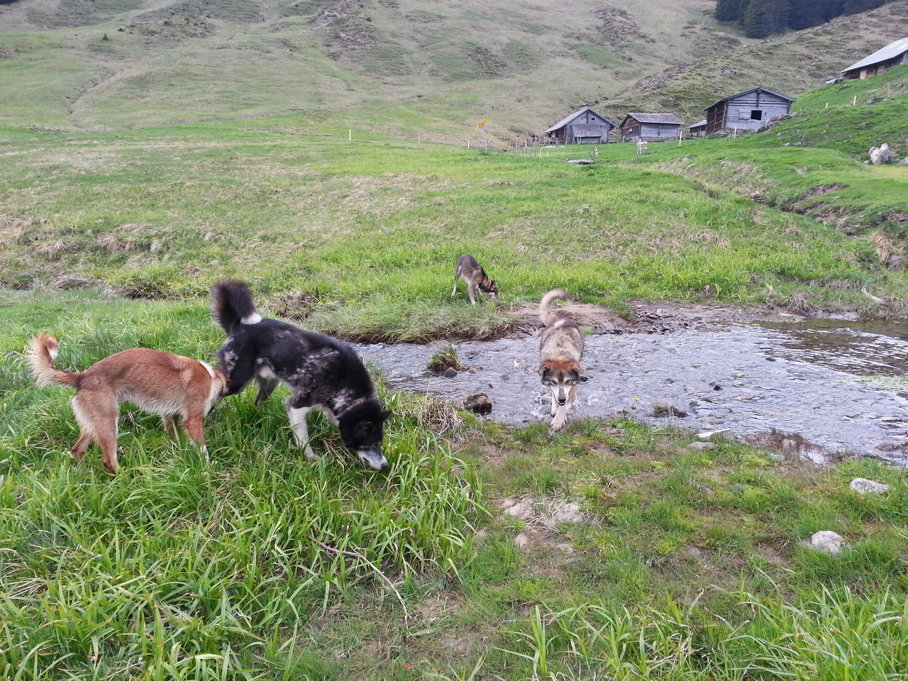 Nome und Crossby haben die Alp das erste Mal schneefrei erlebt und es auch so sehr genossen!  