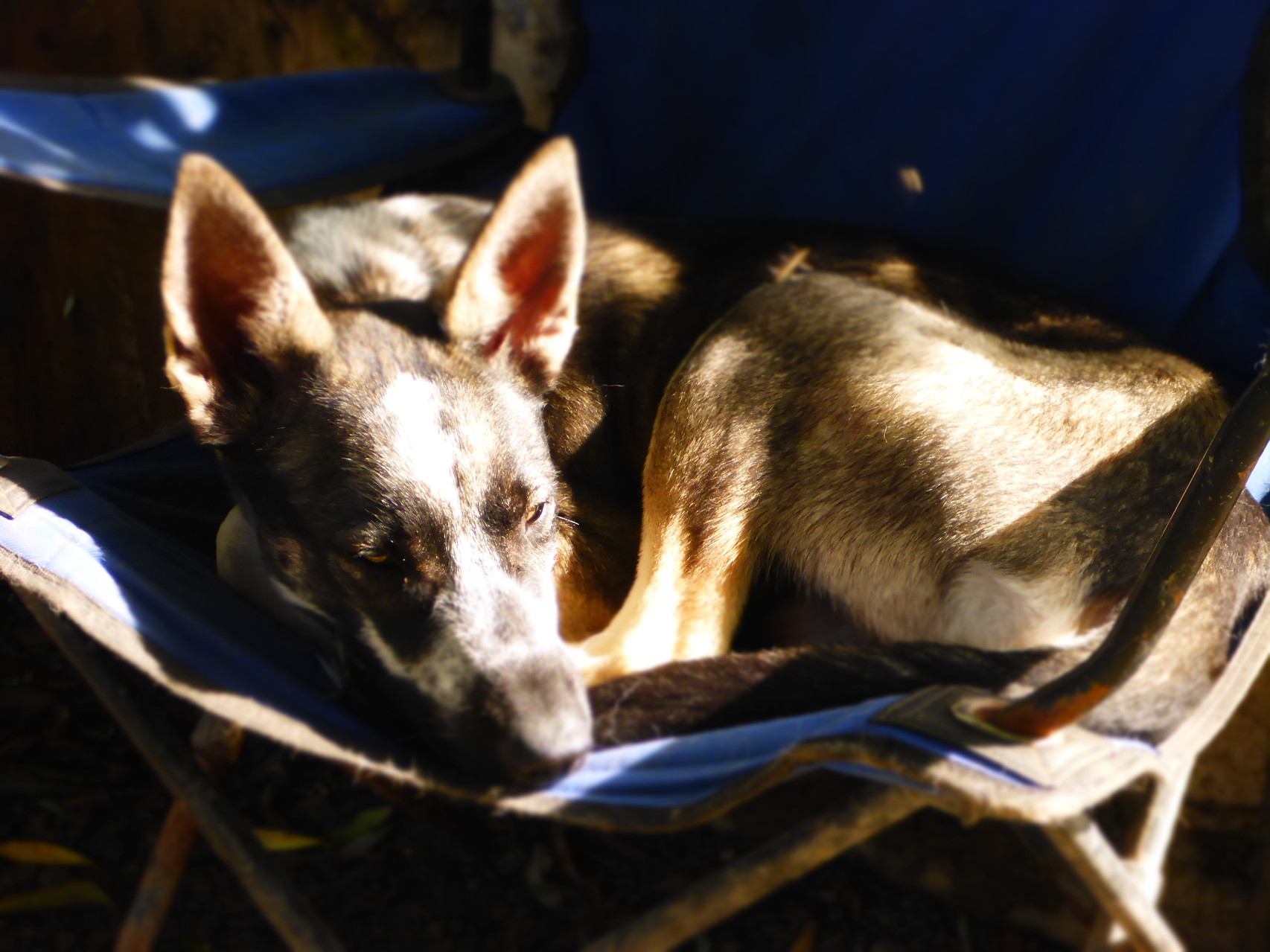 Auch Junghund Roros braucht mal ne Pause...