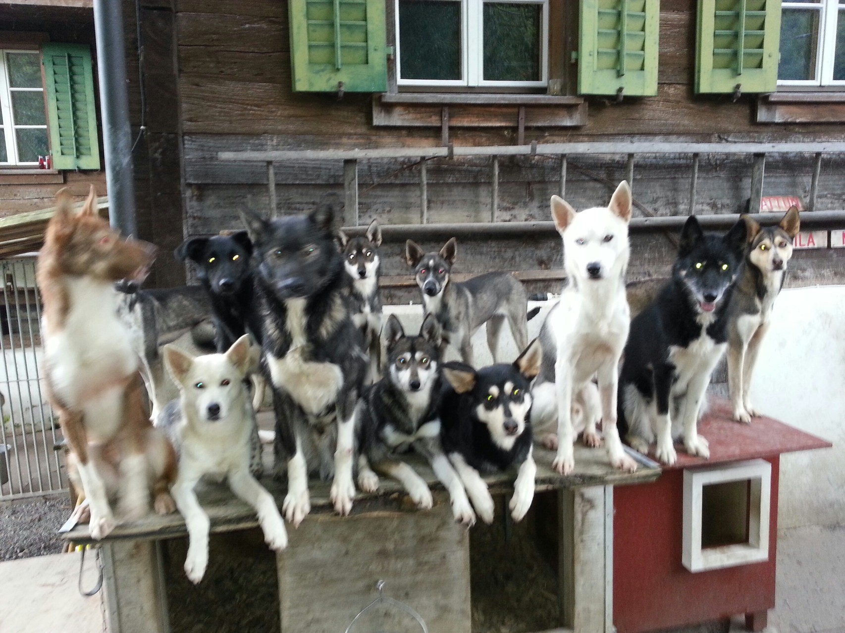 12 von 17 Hunden ;-)