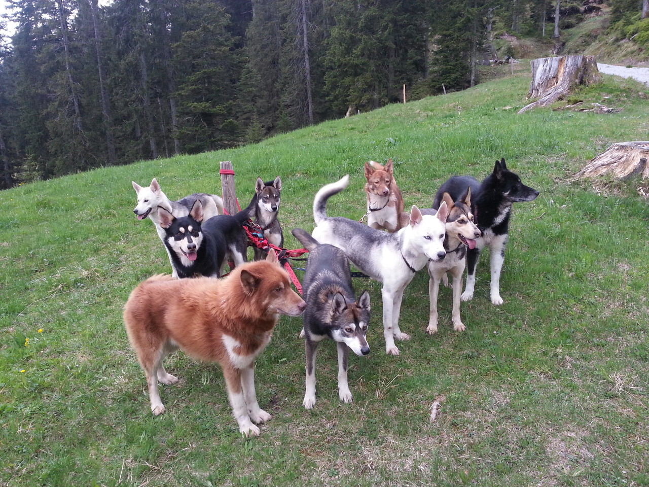 Wie entspannt es doch sein kann, mit neun Hunden an der Leine!