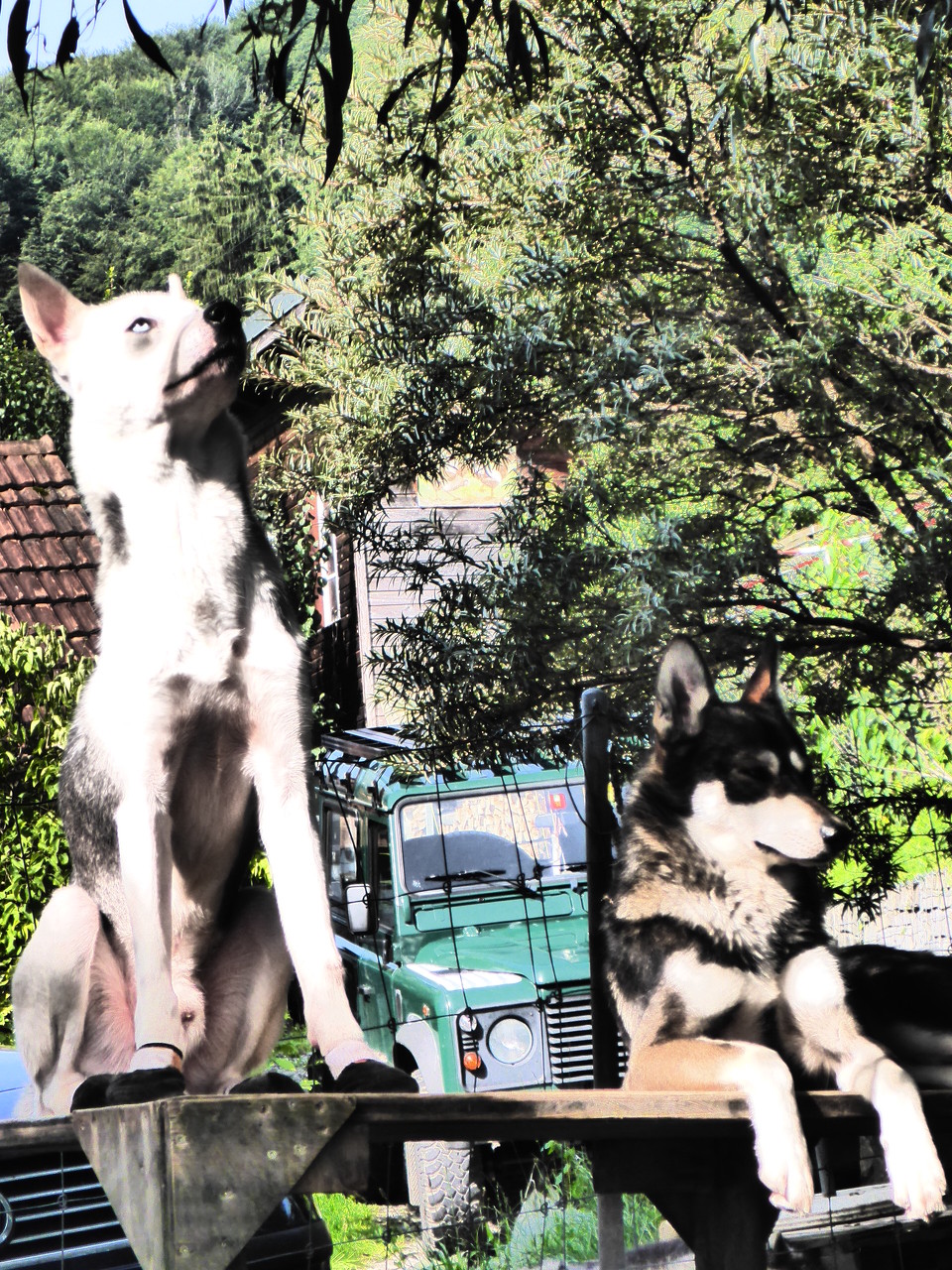 Timber, was guckts du da?