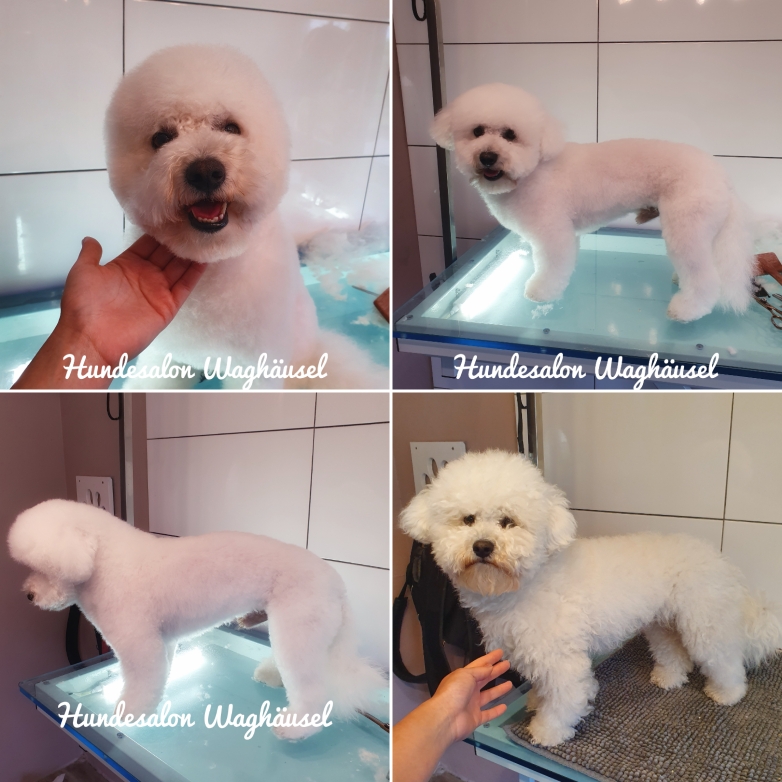 Bichon Frise im Petclip