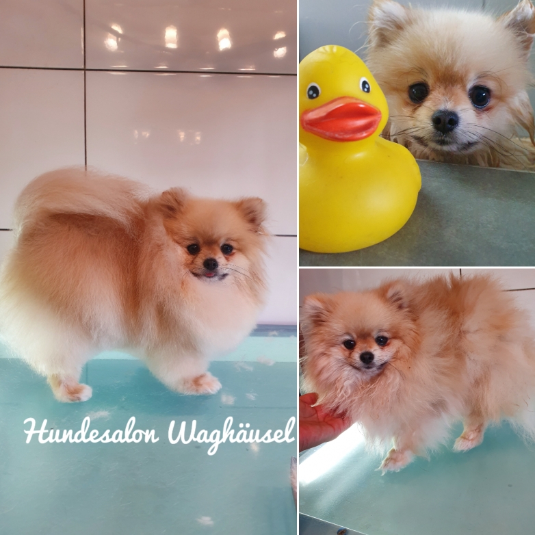 Pomeranian im Rassegerechten Schnitt 