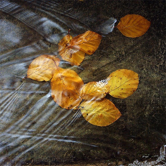 Fin de saison©Pires-Dias José-Manuel