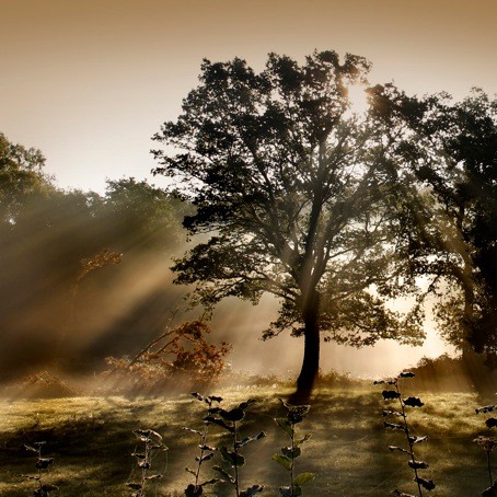Brumier matinal©Pascal Lecoeur