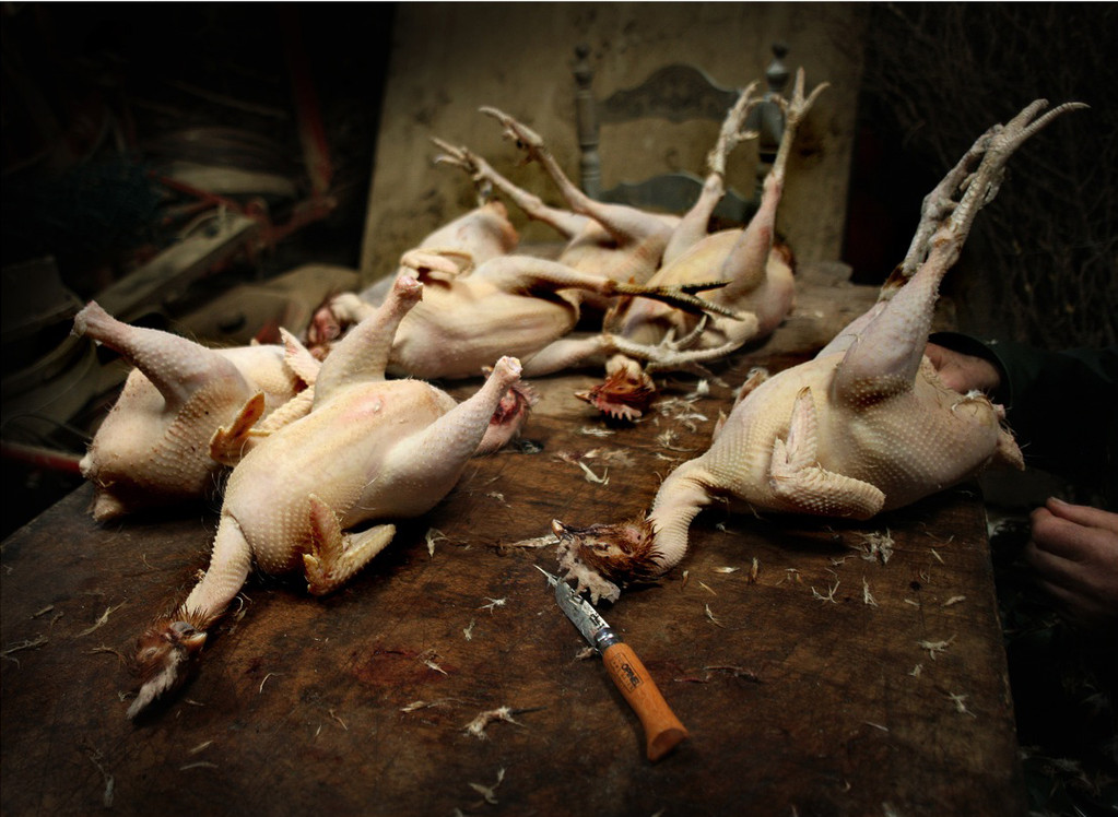 Les poulets©Pascal Lecoeur