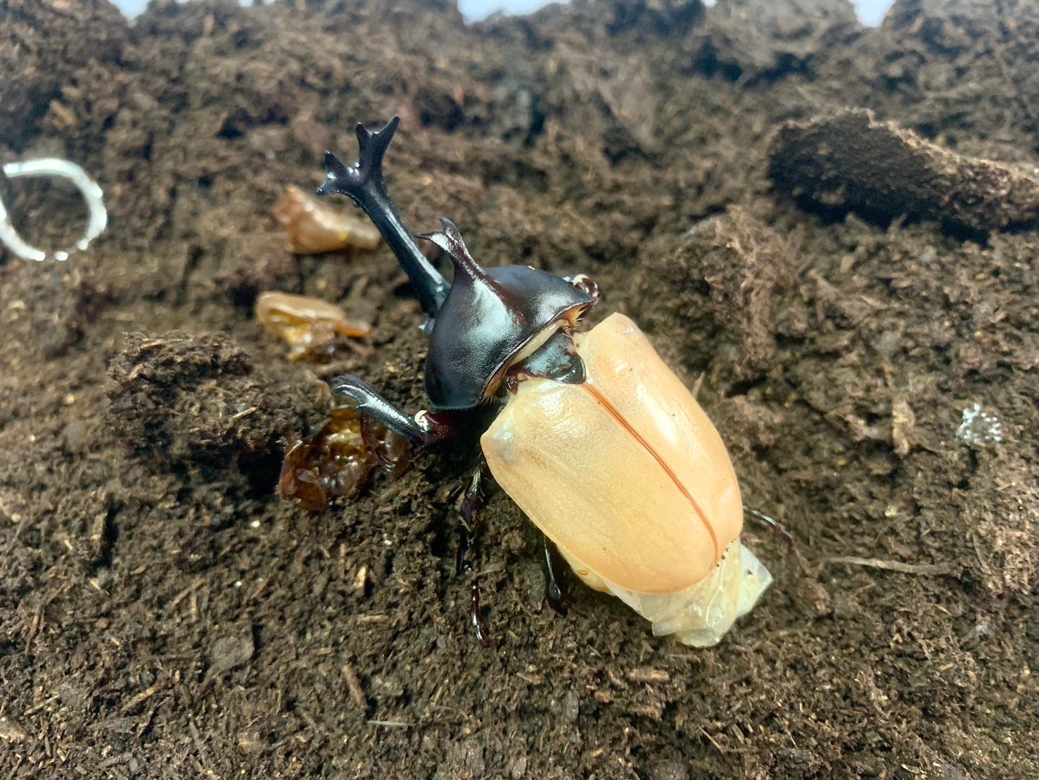 【200匹のカブトムシの羽化達成！！！】