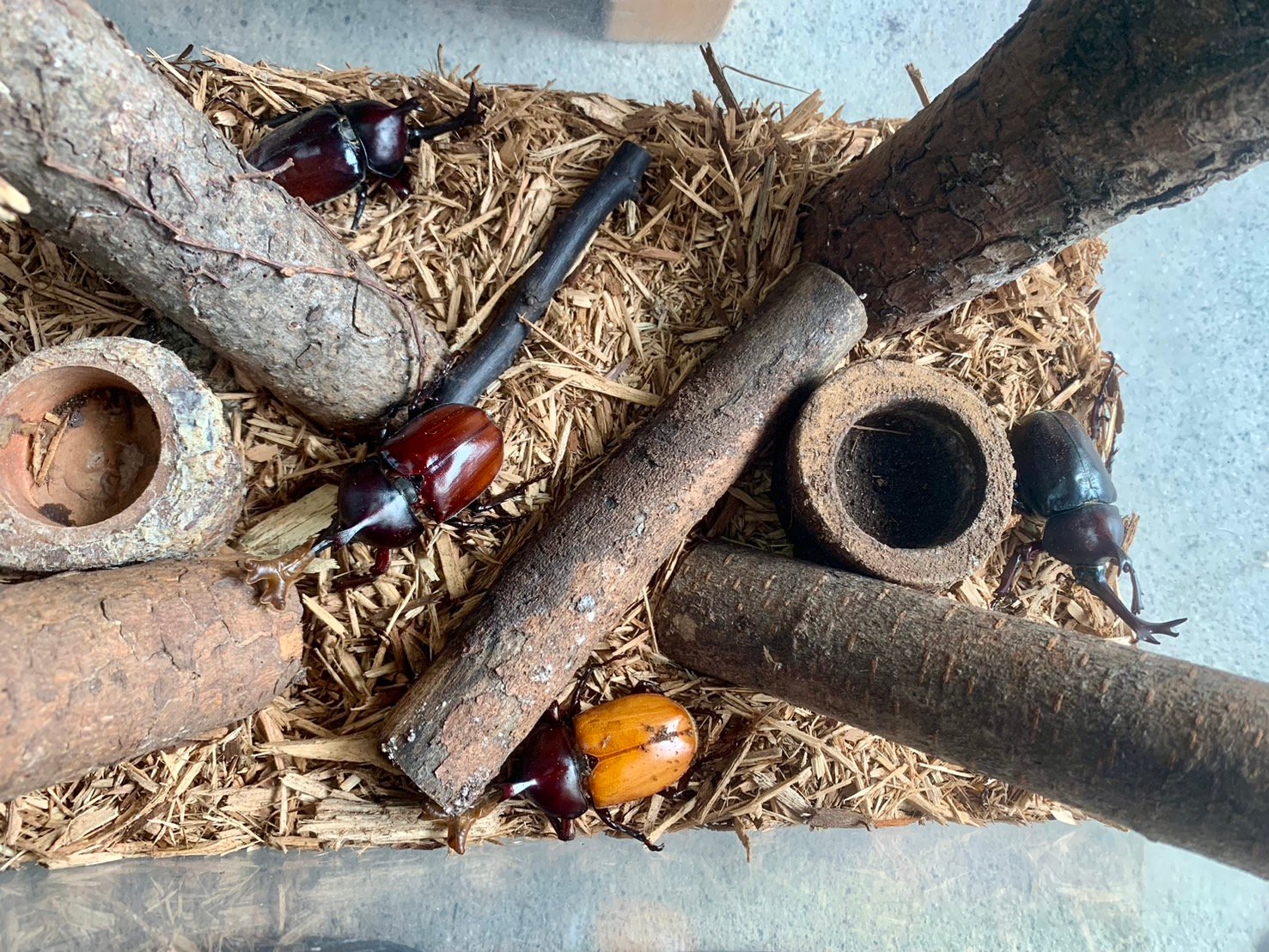 【カブトムシの成虫誕生(^▽^)/】