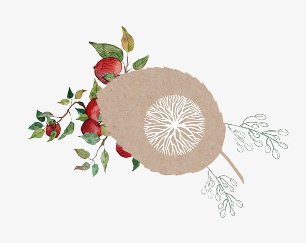 fein gezeichneter Apfelbaum Blätter, Äste und Früchte