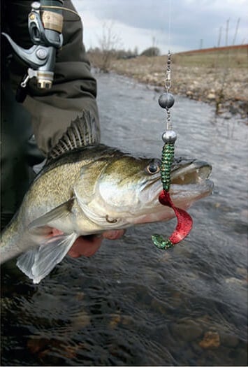 Profi Blinker Turbotail Twister fängt Zander Promotion-Bild