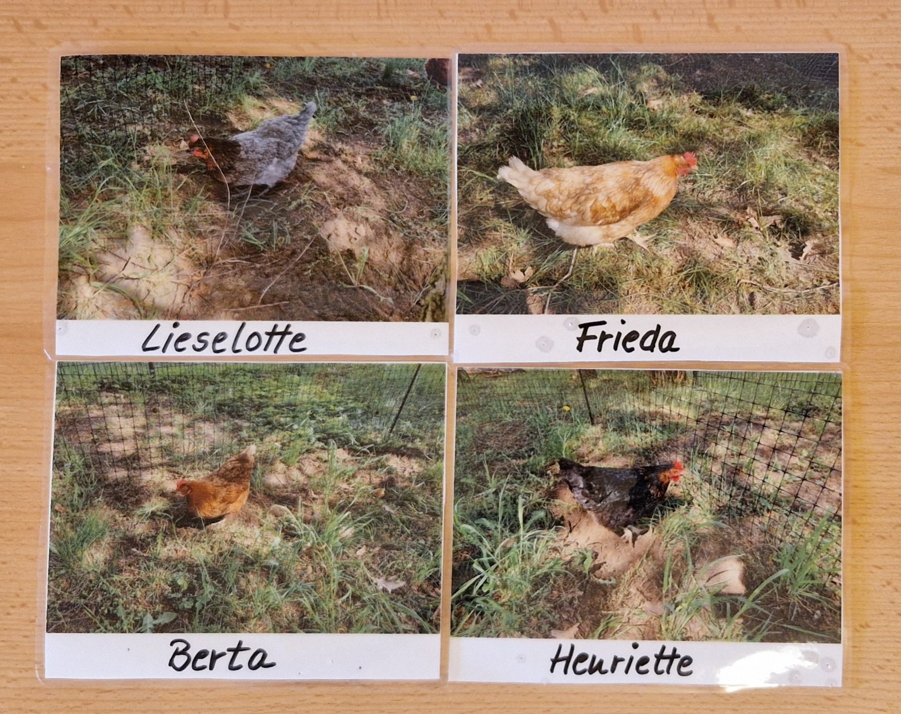 Abschluss unseres Hühner-Projektes am 16.05.2025