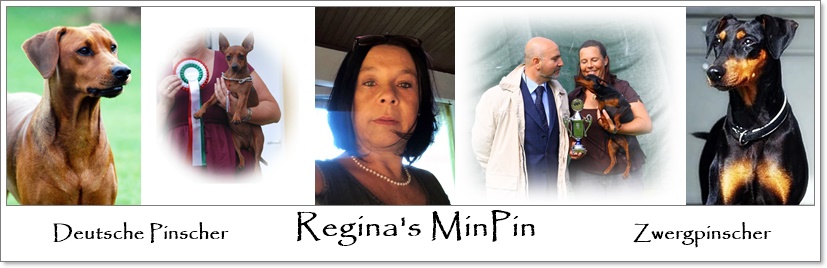 Zwergpinscher / minpin / Regina's Zwergpinscher / Kimberly GDS / Versace / Zaphir jimdo page!