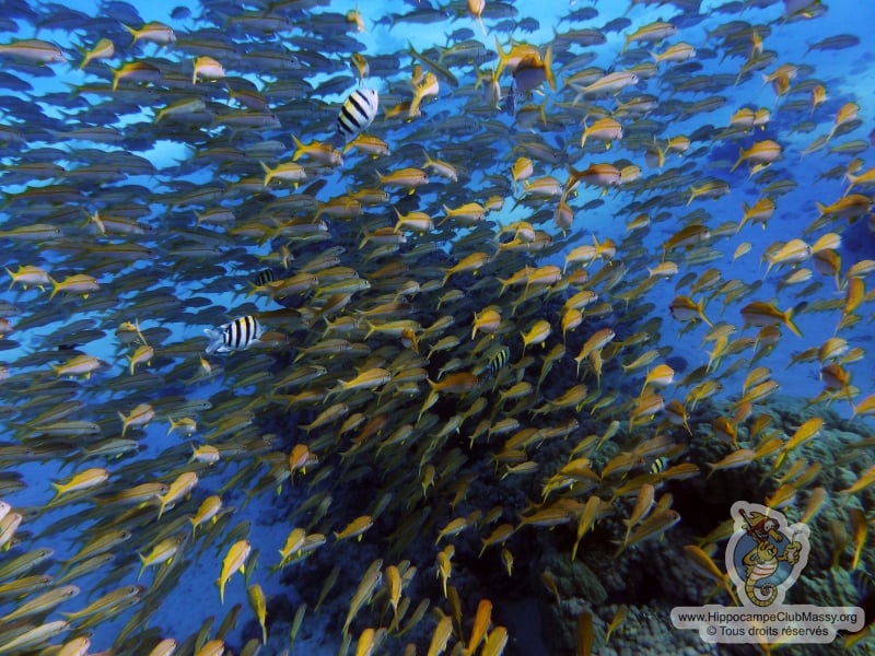 Rouget, Poisson Bagnard