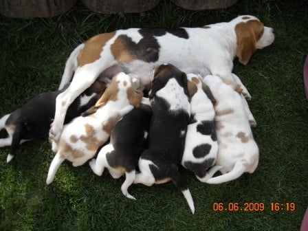 Wir sind halt doch Milchkinder!