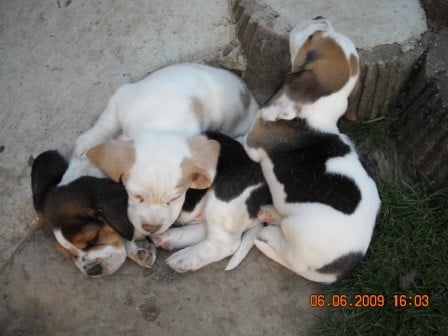 Unit & Conner & Cookie