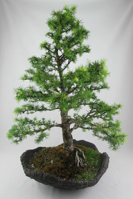 Bonsai Larix decidua Europäische Lärche