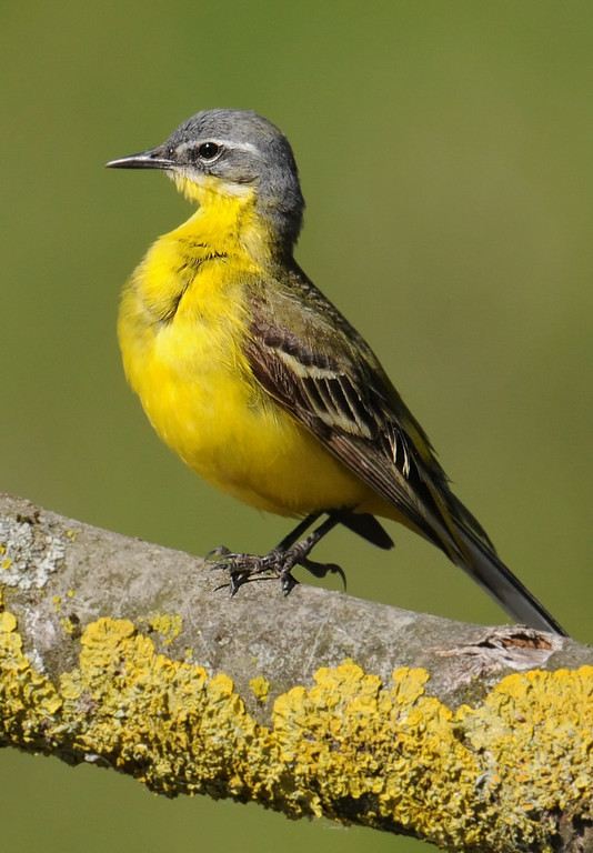 Schafstelze (Motacilla flava)