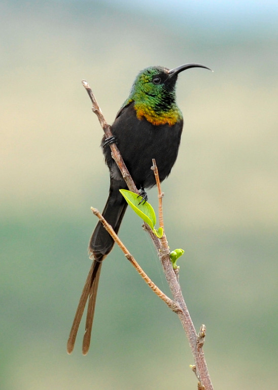 Purpur-Nektarvogel (Nectarinia asiatica)