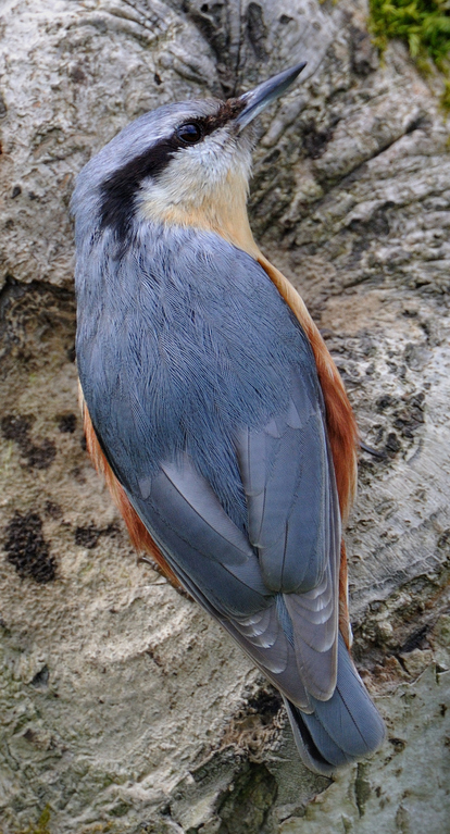 Kleiber (Sitta europaea); Flachsee; 21-4-12
