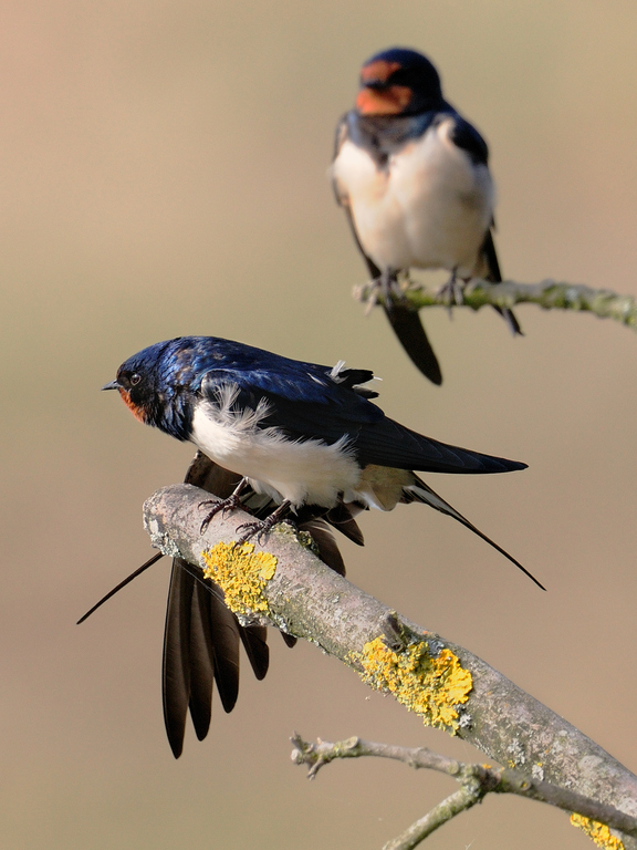 Rauchschwalbe (Hirundo rustica) La Sauge; 6-2-12