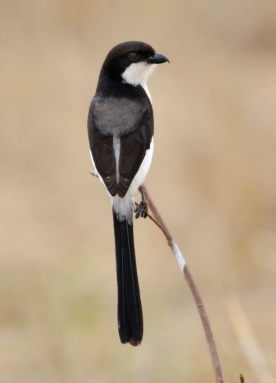 Langschwanzwürger (Afrika)