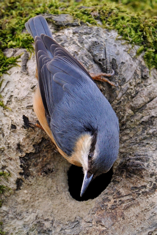 Kleiber (Sitta europaea); Flachsee
