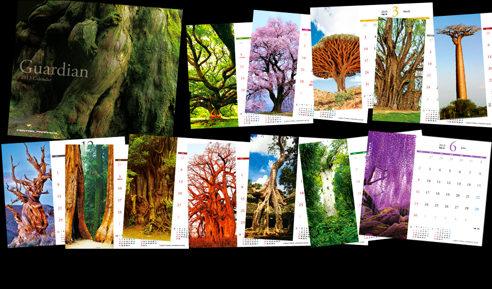2013年度オリジナル卓上カレンダー「Guardian／ガーディアン（守り神）」というタイトルにて、世界各国の巨樹をテーマとして構成いたしております。知られざる巨樹達の堂々とした姿を1年に渡ってお楽しみいただけます。