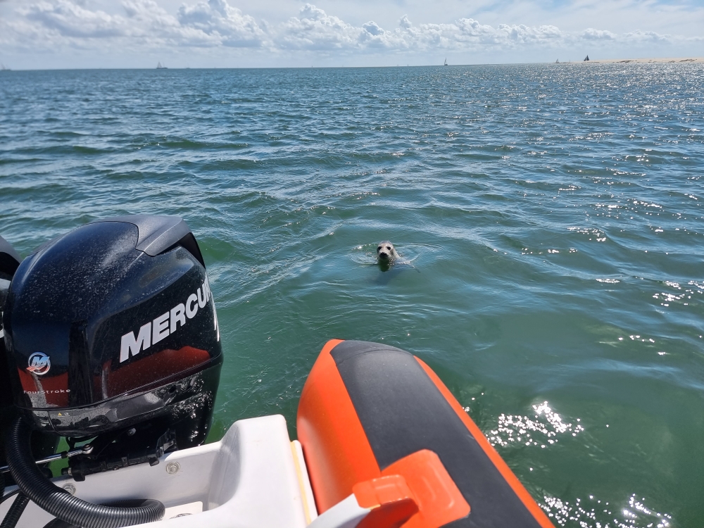 Zeehond komt even dicht bij de boot kijken