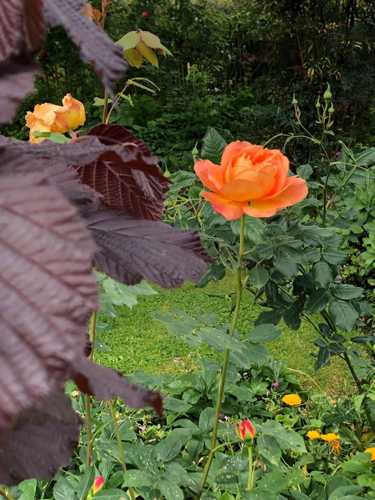 The Lady of Shallot obtention David Austin