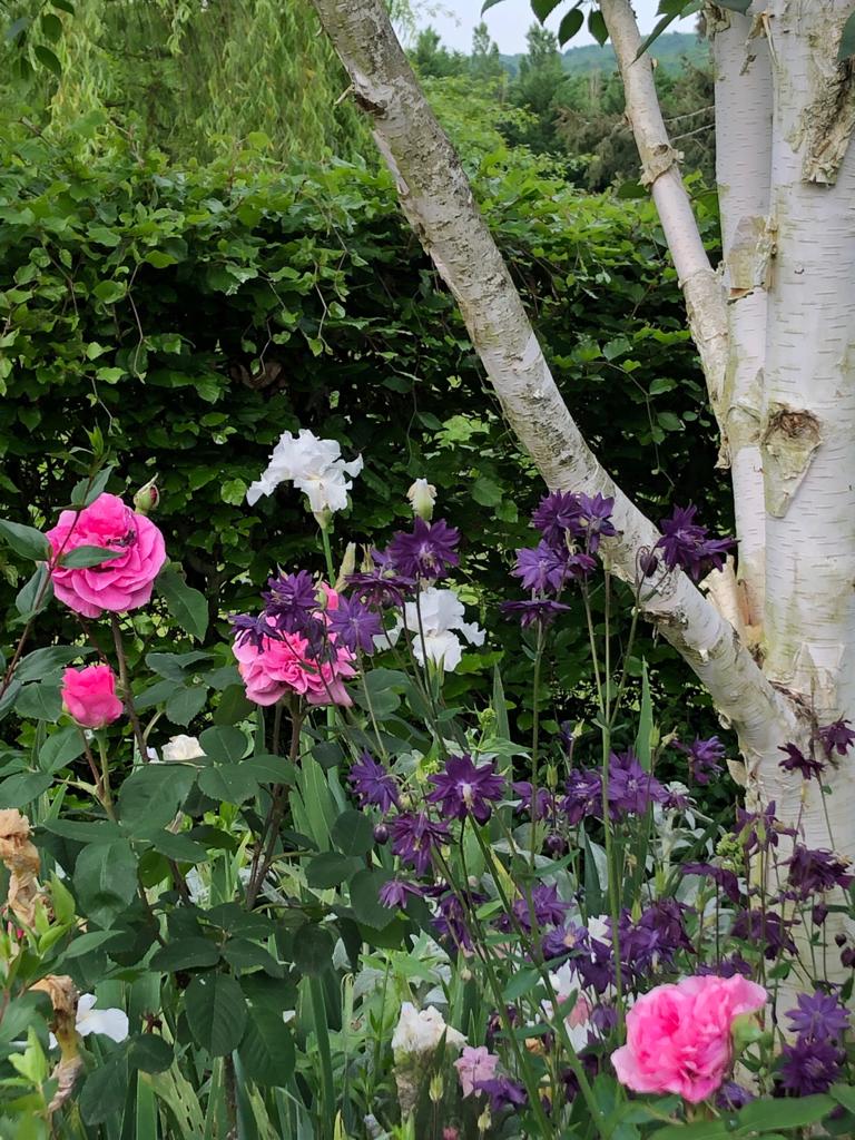 rosier Gertrude Jekyll obtention David Austin, Betula Jaquemontii (rose)