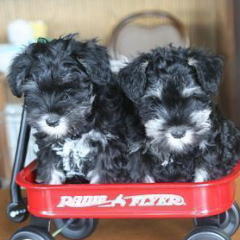 愛犬　ジョンとシン