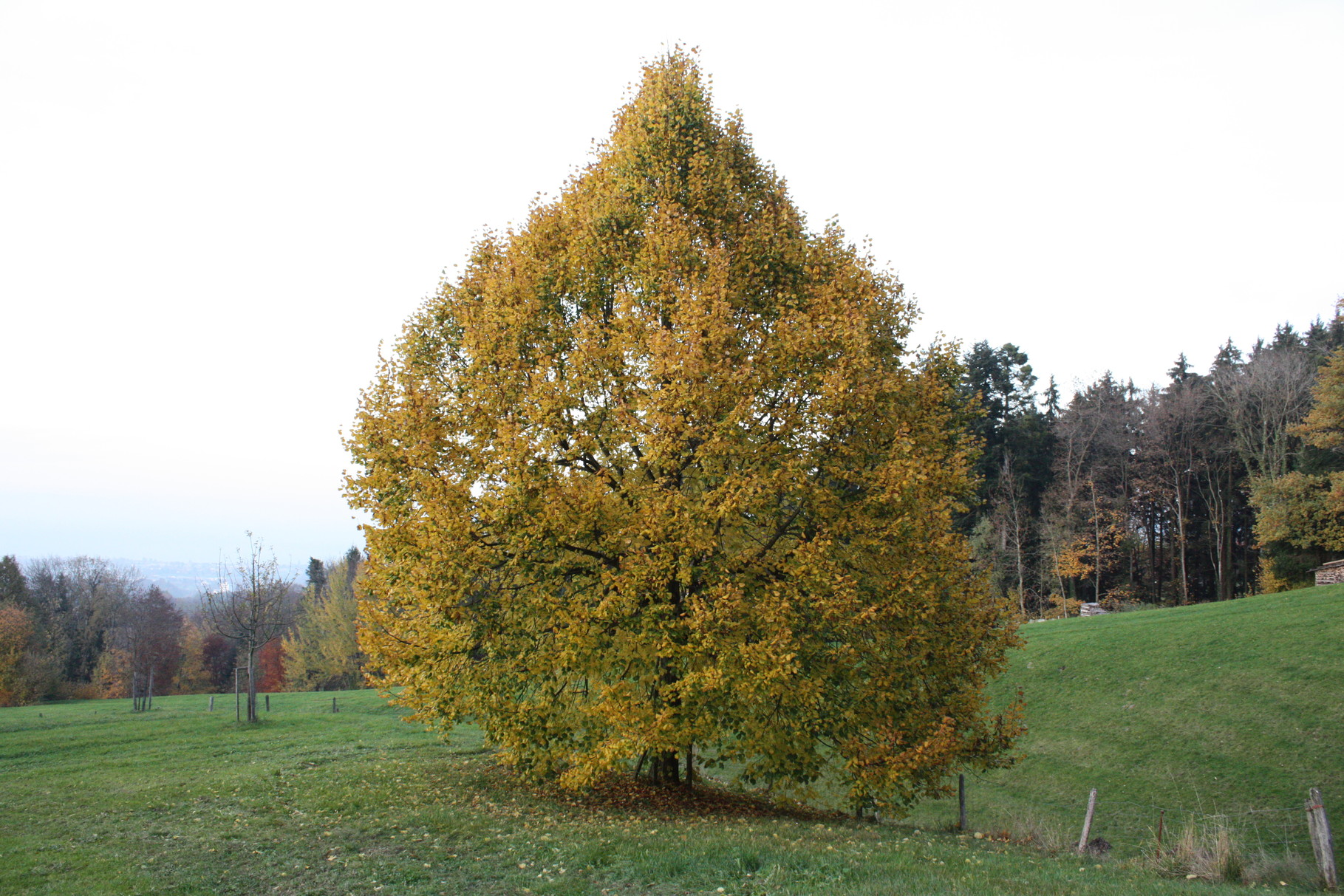 Lindenbaum